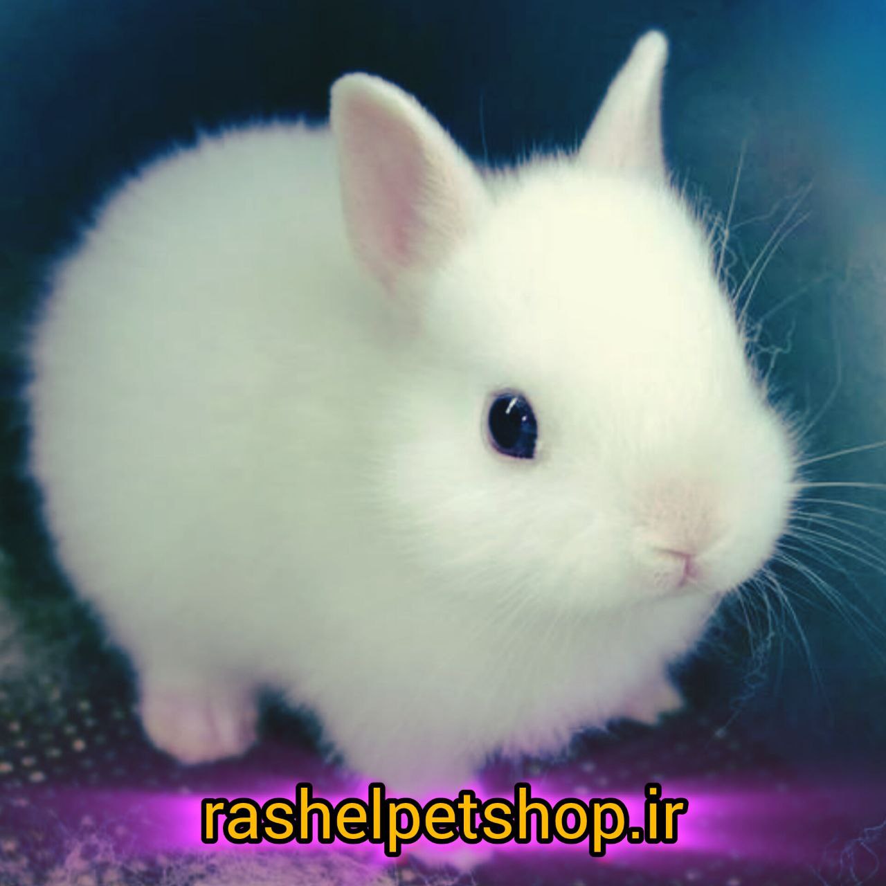 خرگوش مینیاتوری ( فنجونی )