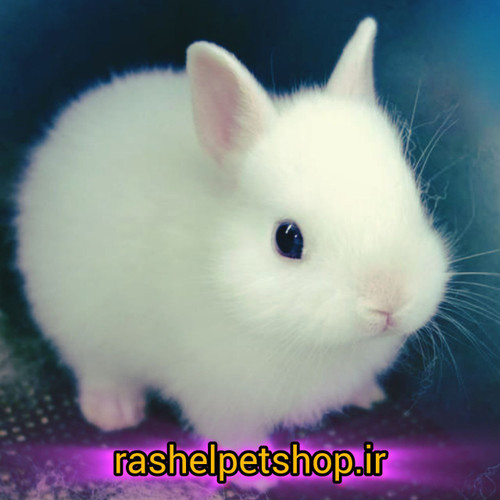 خرگوش مینیاتوری ( فنجونی )