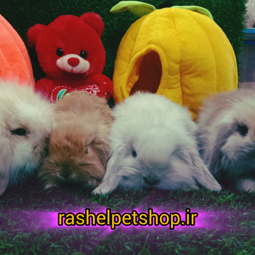 خرگوش لوپ ( هلندی )