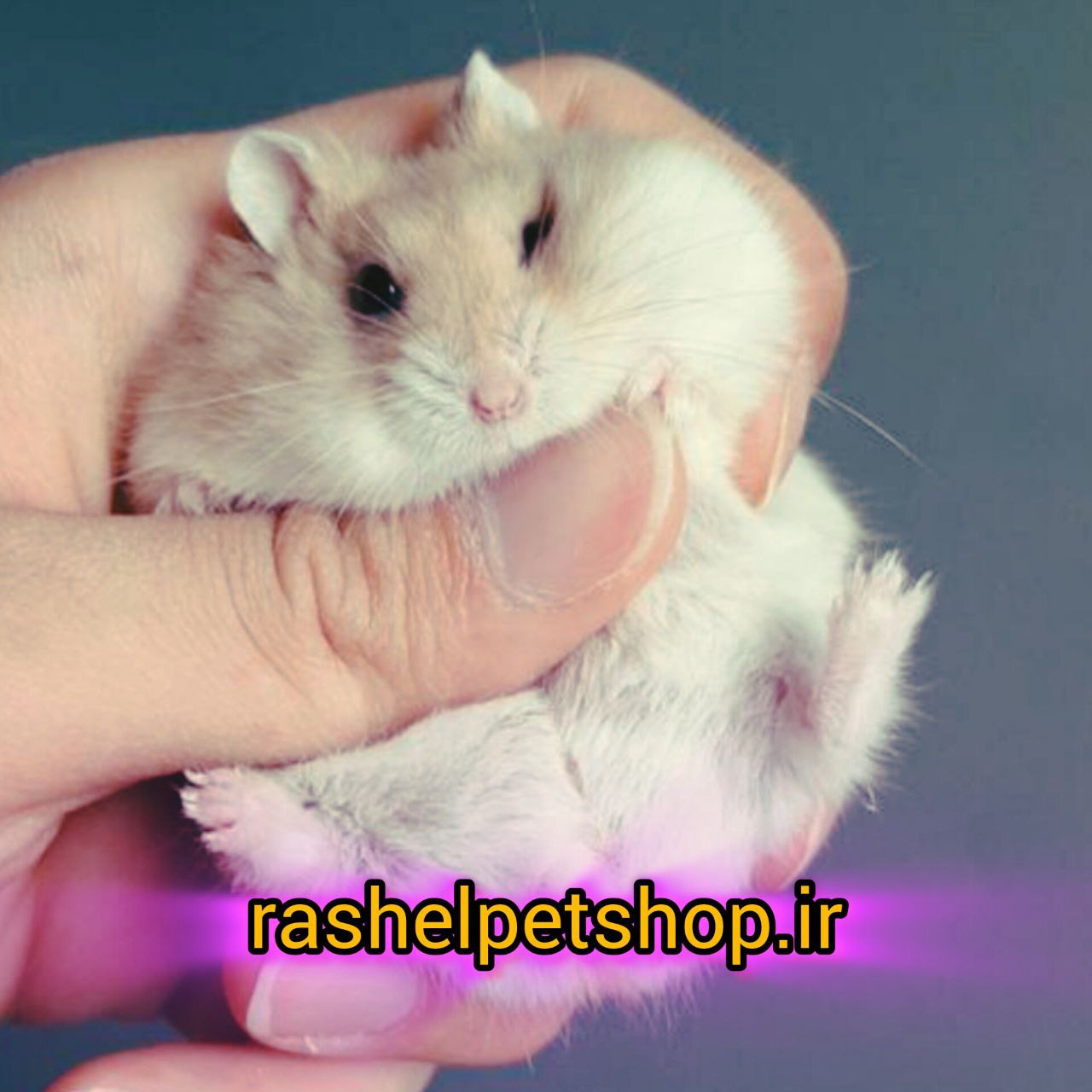 همستر مینیاتوری ( کمپل )